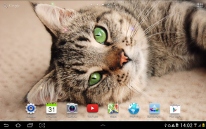 Cat Live Wallpaper screenshot 0