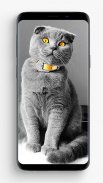 Scottish Fold Wallpapers screenshot 0