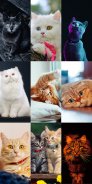 Cute Cat Wallpapers screenshot 2