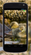 4K Garden Birds Lock Screen Wallpaper screenshot 3