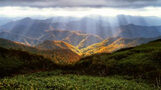 Forest Jigsaw Puzzle screenshot 7