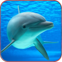 Dolphin Wallpaper HD Icon