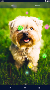 Cute Puppy Live Wallpaper screenshot 6