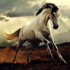 Horse Wallpaper 10 Download Apk For Android Aptoide