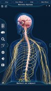 Nervous System Anatomy Pro. screenshot 3