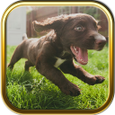 Free Cute Puppy Puzzle Games Icon