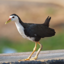White-breasted waterhen Sounds Icon