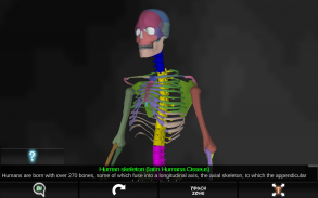 Osseous System in 3D (Anatomy) screenshot 0