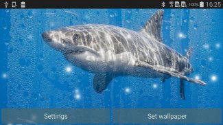 Shark Live Wallpaper screenshot 6