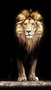 λιοντάρι ταπετσαρία screenshot 1