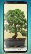 Bonsai Tree Wallpaper HD screenshot 11