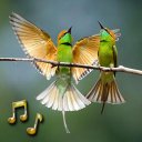 Birds Sounds Icon