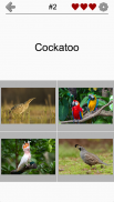 Uccelli famosi del mondo: Quiz con foto colorate screenshot 4