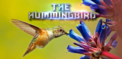 The Hummingbird