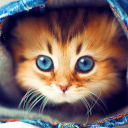 सुंदर बिल्लियों लाइव वॉलपेपर Icon