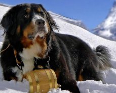 Bernese Mountain Dogs Wallpap screenshot 6