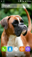 Boxer Dog Wallpapers Hd screenshot 1