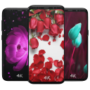 Rose Wallpapers Icon