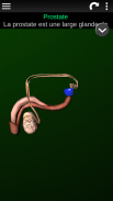 Organes Internes en 3D (Anatomie) screenshot 6