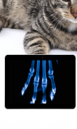 Pet Xray- Prank screenshot 5