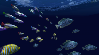 Fish Schooling VR screenshot 5