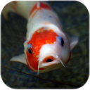 Koi Fish Live Wallpaper Icon