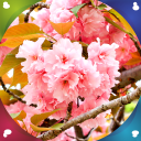 Sakura Live Wallpapers Icon