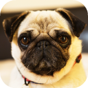 Pug Wallpaper: backgrounds hd Icon