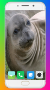 Harb Seal Wallpaper Full HD screenshot 2