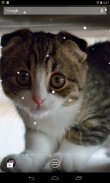 Scottish Fold Cat LWP screenshot 0