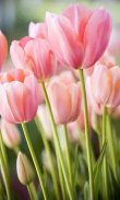 HD Pink Tulips Live Wallpaper screenshot 0