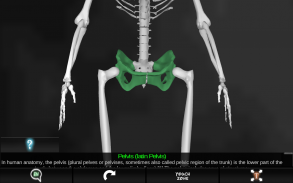 Osseous System in 3D (Anatomy) screenshot 1