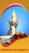 Chihuahuas Live Wallpapers screenshot 0