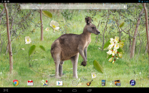 Kangaroo Australia LWP screenshot 2