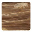 Head Lice Icon