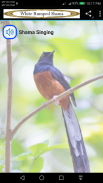 White Rumped Shama screenshot 1