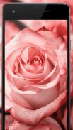 Flower Wallpapers: Rosely 2 screenshot 5