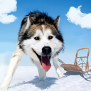 Alaskan Malamute Simulator Icon