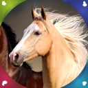 Horse Live Wallpapers Icon