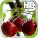 Berry Cherry LWP Free Icon