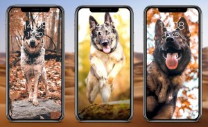 German Shepherd Wallpaper screenshot 5