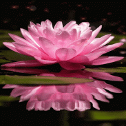 Pink Lotus Live Wallpaper screenshot 3