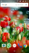 Tulips Flowers Wallpapers HD screenshot 1