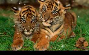 Little Tiger Live Wallpaper screenshot 12