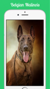 Belgian Malinois screenshot 3