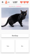 Cat Breeds Quiz - Game about Cats. Guess the Cat! screenshot 0