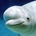 The Beluga Whale Icon