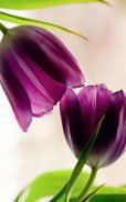 HD Purple Tulips Wallpaper screenshot 10