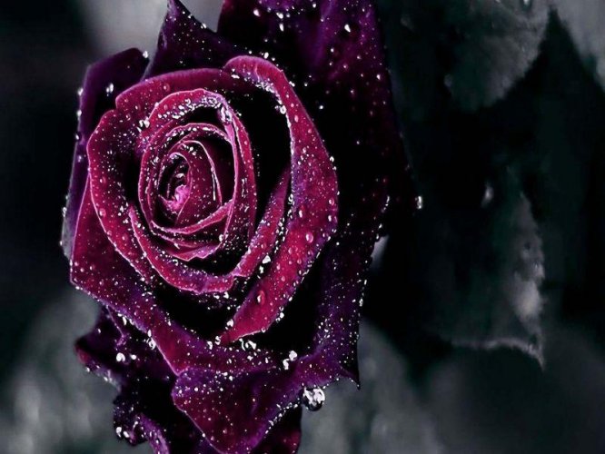 Black Rose Wallpaper 15 1 Download Android Apk Aptoide