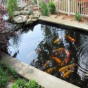 fish pond design.